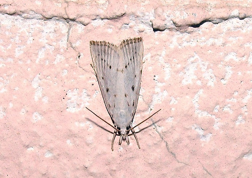 Crambidae: Calamotropha paludella f. nivella